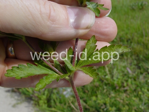 cinquefoil, silvery